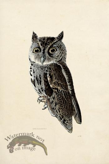 KO 12 Little Screech Owl